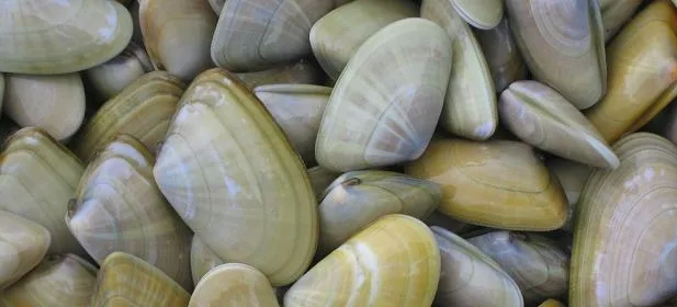 KERALIOU - Telline (Donax trunculus) 3kg