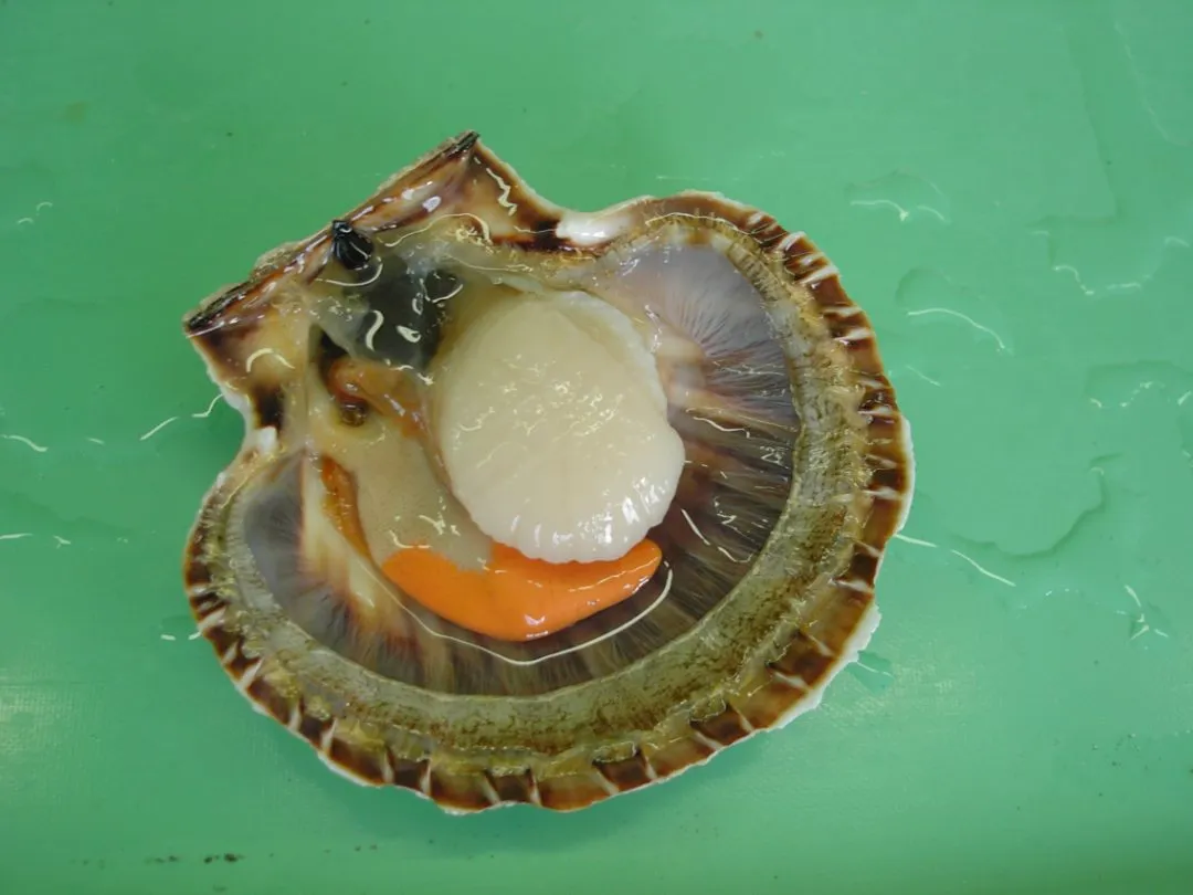 LE GALL - Coquilles St jacques rade de Brest