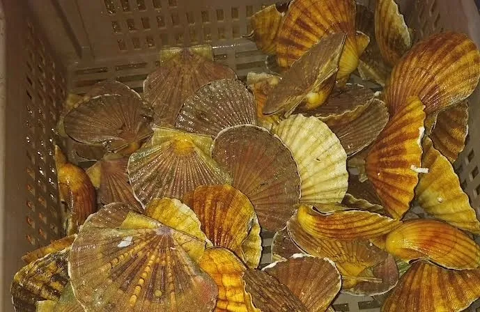 Marque inconnue - coquille saint jacques brest