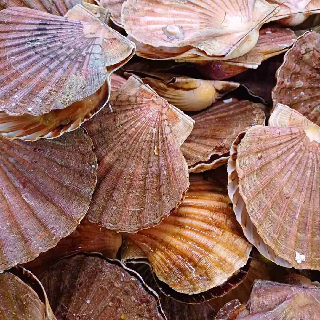 MOULIN LORIENT MAREE - Saint Jacques