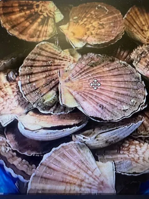 Coquilles Saint-Jacques de Brest - Coquilles Saint-Jacques de Brest