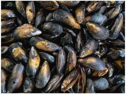 Marque inconnue - Moules de Bouchot