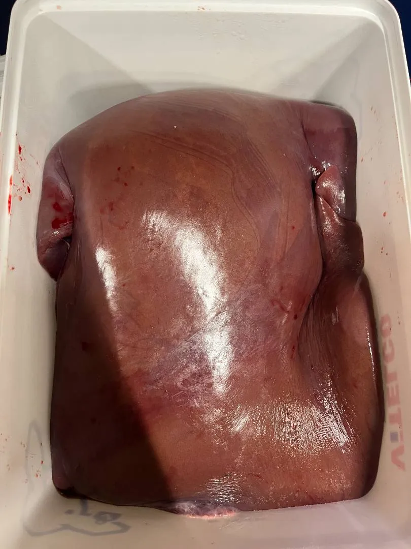 VITELCO - FOIE ET LANGUE DE VEAU