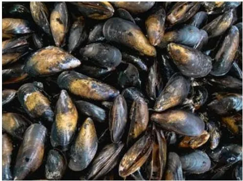 Marque inconnue - MOULES DE BOUCHOT