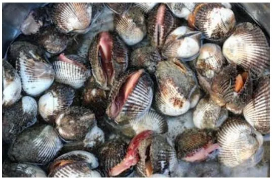 Marque inconnue - COQUES