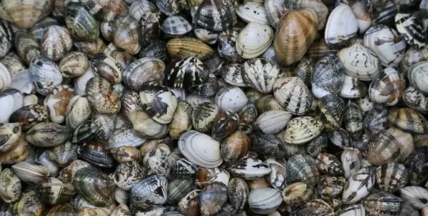 Palourdes, tellines, praires - Coquillages bivalves fouisseurs du groupe 2