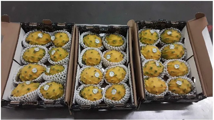 Marque inconnue - Pitahaya jaune