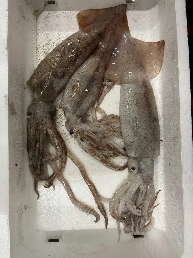 Marque inconnue - Encornet rouge nordique