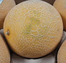 Marque inconnue - Melon galia